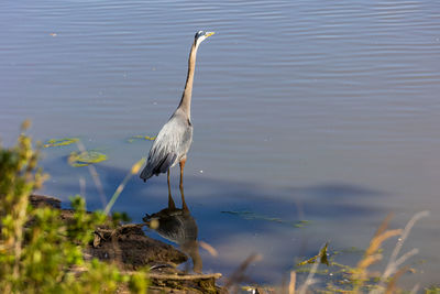 Bird in lake