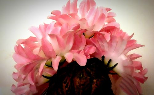 Close-up of pink flowers against white background