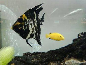 Close-up of fish swimming in sea