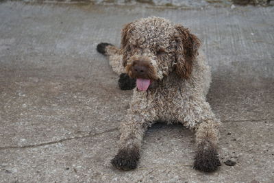 Dog sitting on footpath