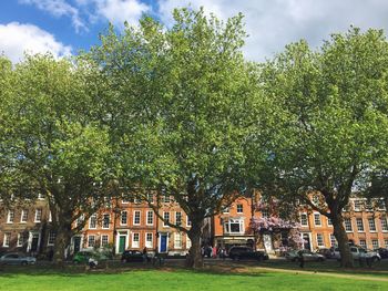 Trees in lawn