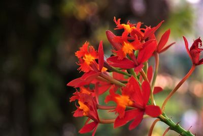 Close-up of red flowering plant