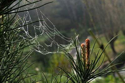 Close-up of spider web on plant