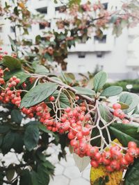 Close-up of red berries growing on tree