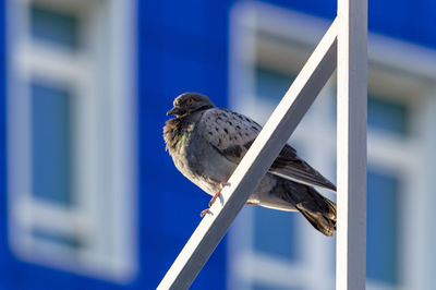 Close-up of bird perching on railing