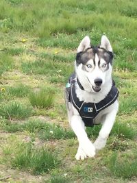 Portrait of a dog on field