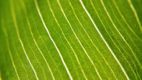 Macro shot of leaf