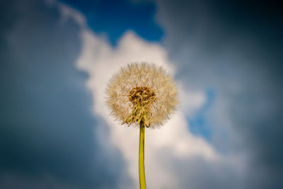 Close-up of dandelion against sky