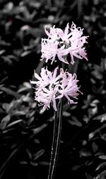 Close-up of flower blooming outdoors