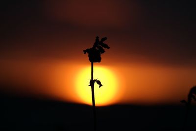 Close-up of silhouette flower against orange sky