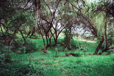 Trees in forest