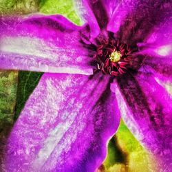 Close-up of purple flower blooming outdoors