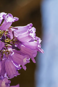 Close up of flowers