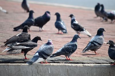 Flock of pigeons perching on footpath