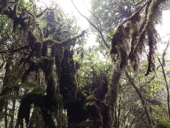 Low angle view of trees in forest