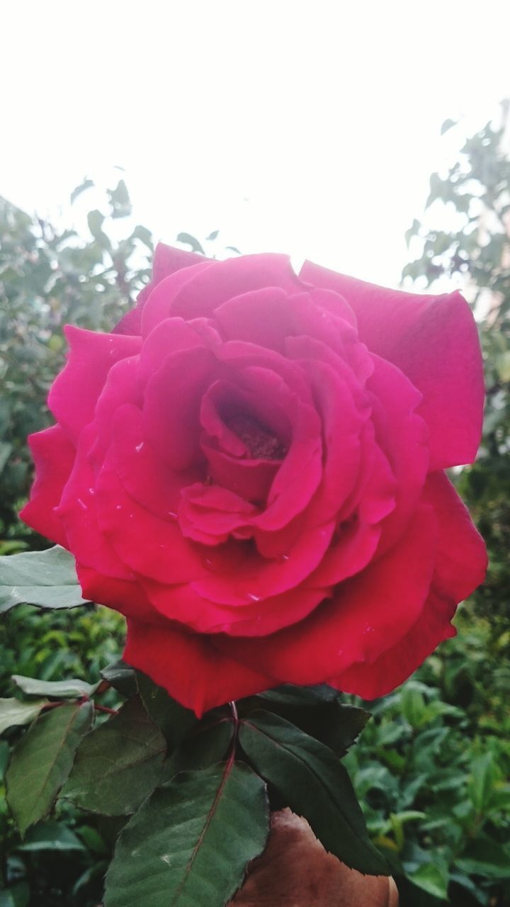 CLOSE-UP OF PINK ROSE IN BLOOM