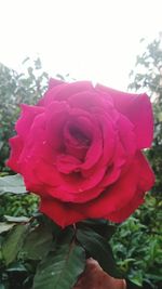 Close-up of pink rose