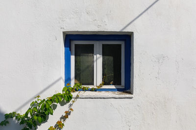 Potted plant on window amidst white wall