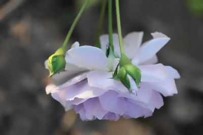 Close-up of white flowering plant