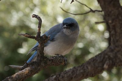 Close-up of bird perching on tree