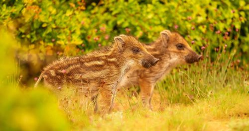 Squirrel standing on field