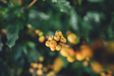 Close-up of yellow berries growing on tree