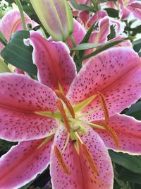 Close-up of pink lily flowers