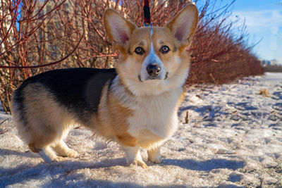 Portrait of dog