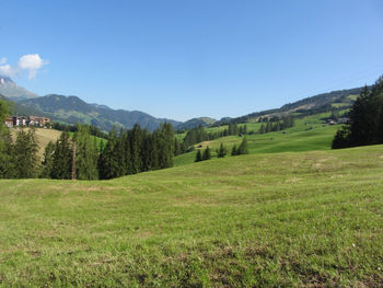 Alpine landscape with green pastures and firs against italian dolomites at summer