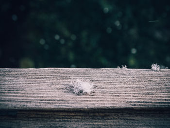 Close-up of bird on wood