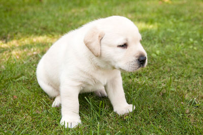 Close-up of puppy sitting on grass