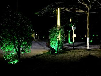 Illuminated street lights by trees in city at night