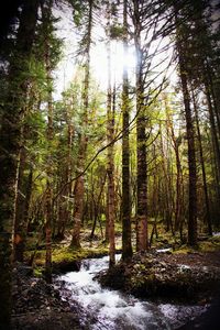Scenic view of forest against sky