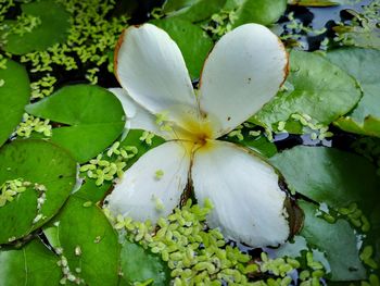 Close-up of white flowering plant