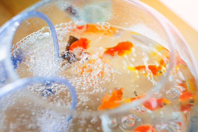 High angle view of goldfishes in fishbowl