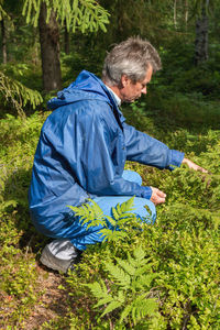 Man collects organic blueberries in the forest.