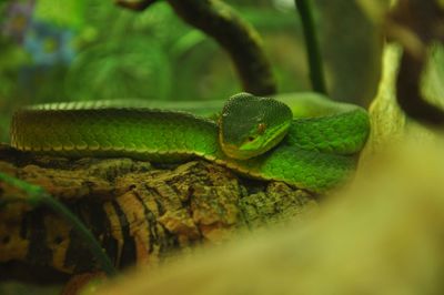 Close-up of green snake