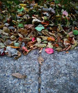 Close-up of fallen autumn leaves