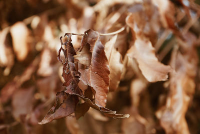 Close-up of dry flowers