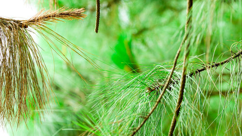 Close-up of stalks in field