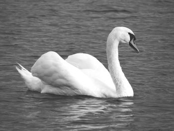 Swan swimming in lake