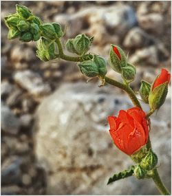 Close-up of red flower growing on plant