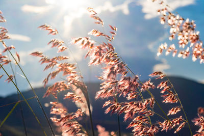 Low angle view of stalks against sky