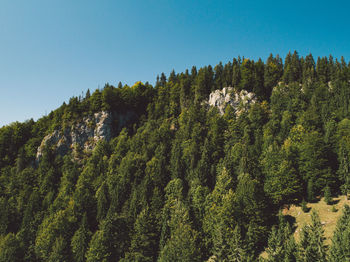 Pine trees in forest against clear sky