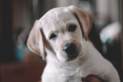 Close-up portrait of puppy at home