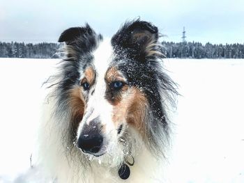 Close-up of dog looking away