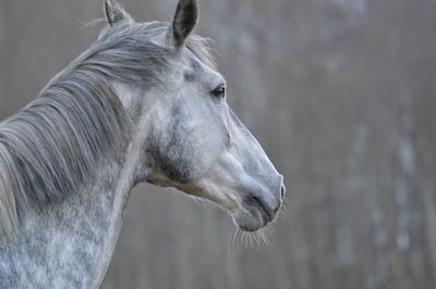 Close-up of horse