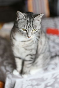 Close-up portrait of cat