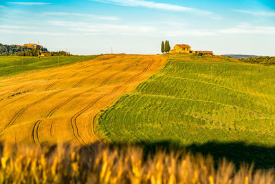 Scenic view of agricultural field against sky