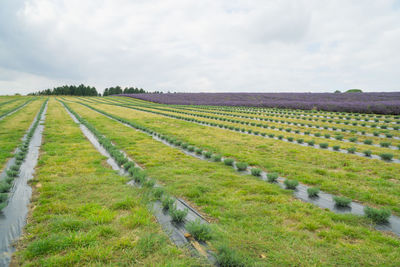 Scenic view of agricultural field against sky